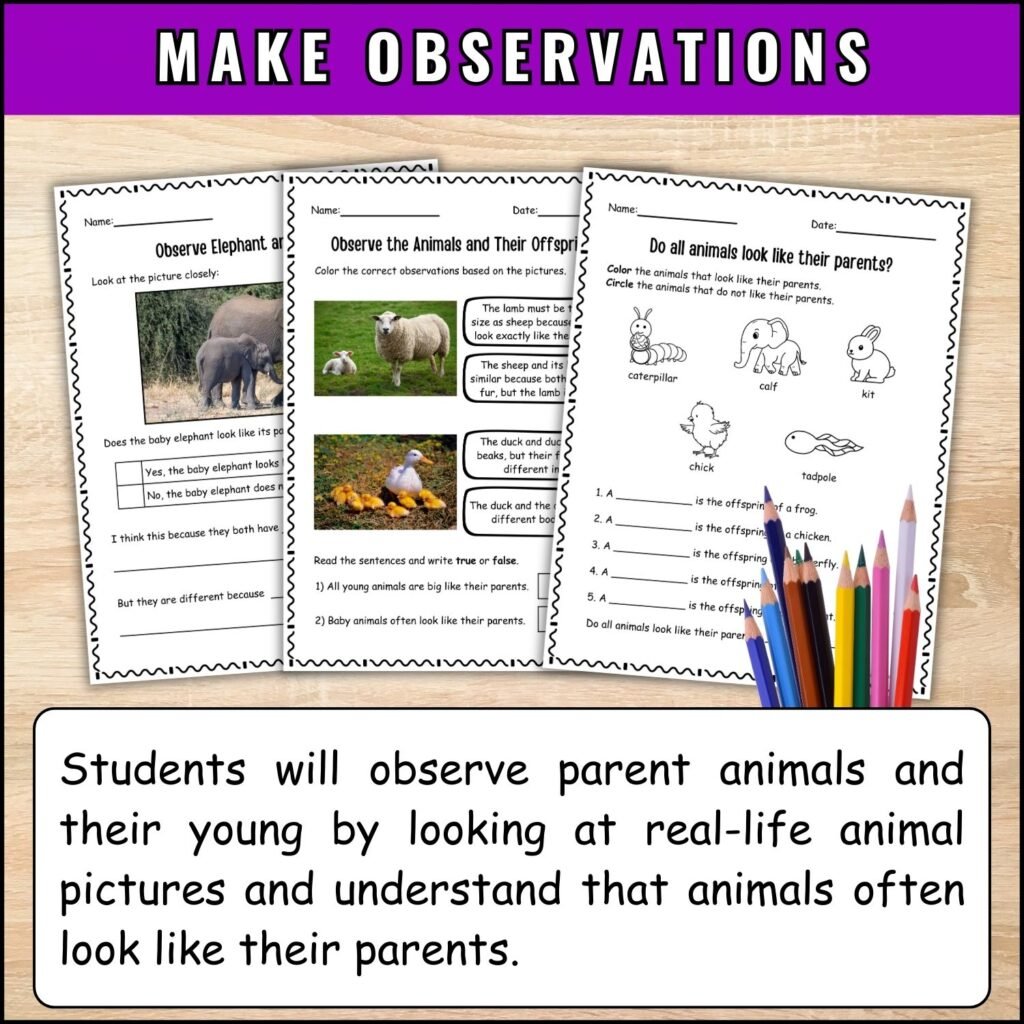 make observations of animals and their young