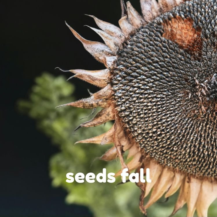 sunflower seeds fall