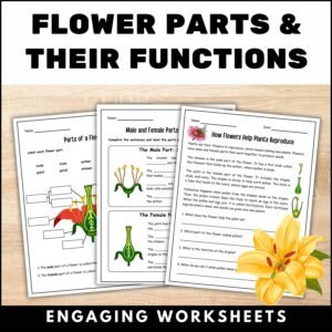 flower parts and their functions